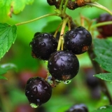 Presađivanje ribizle u jesen na novo mjesto